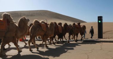 احترس عبور الجمل.. الصين تطلق أول إشارة مرور للإبل فى العالم.. ألبوم صور