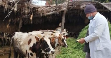 تحصين 50946 رأس ماشية بالدقهلية ضد مرض الجلد العقدى للأبقار وجدرى الأغنام 