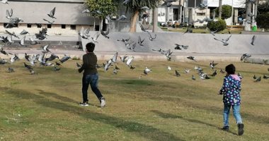 يا طير يا طاير.. مئات الحمام يتجمع فى ميدان الشهداء أول أيام رمضان ببورسعيد.. فيديو