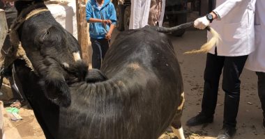 جامعة سوهاج تطلق قوافلها البيطرية لقريتي الفراسية والعوامر 