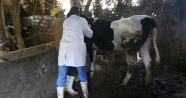 بيطرى المنوفية: تحصين 142 ألف رأس ماشية ضد الجلد العقدى وجدرى الأغنام