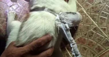 ضبط قط يُهرب المخدرات فى أحد سجون بنما