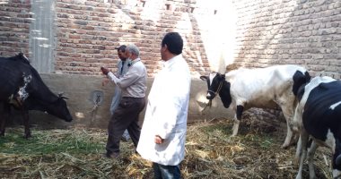 بيطرى الأقصر تستكمل حملات التحصين ضد الجلد العقدى وجدرى الأغنام
