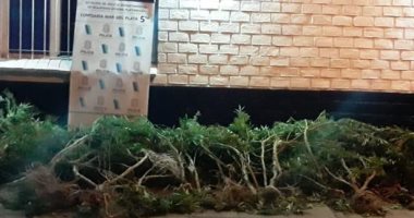 وفاة شاب حاول إنقاذ طفل من سياج كهربائى يحمى زراعة الماريجوانا بمنزله فى الأرجنتين