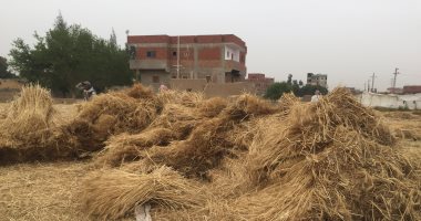 المحافظات تحتفل بتوريد  الذهب الأصفر للشون والصوامع.. توريد 3292 طن قمح بشون المنيا.. و531 طنا لصومعة أرمنت وبنكر إسنا بالأقصر.. وزراعة القليوبية: حصاد 4700 فدان قمح وتوريد 4393 طنا.. صور