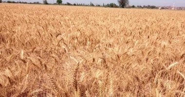 محافظ الشرقية: توريد 34727 طن قمح للصوامع والشون حتى اليوم