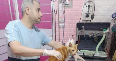 إجراء عملية جراحية بفك قط بعد تعدى شخص عليه بكفر الشيخ.. صور
