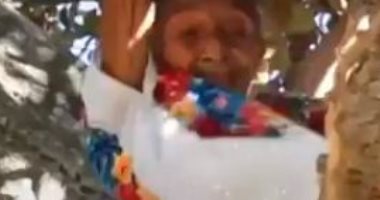 عجوز مكسيكية تتسلق الأشجار بلياقة فائقة لجنى الفاكهة وتقطيع الخشب.. فيديو وصور