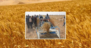 أصوات الماكينات لا تتوقف فى أيام الفرحة.. قرب انتهاء موسم حصاد الذهب الأصفر بالوادى الجديد.. حصاد 185 ألف فدان قمح من إجمالى 245 ألفا.. والزراعة: توقعات بارتفاع حجم الإنتاجية لهذا العام لـ660 ألف طن.. صور