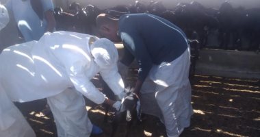 تحصين 6 آلاف رأس أغنام و2500 أبقار ضد الجلد العقدى بالبحر الأحمر