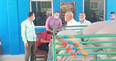 الصوامع والمطاحن تستقبل كميات كبيرة من قمح المزارعين فى المنيا.. فيديو
