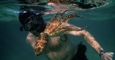 "My Octopus Teacher" يحصد جائزة أفضل فيلم وثائقى فى حفل الأوسكار