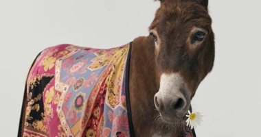 مفيش حاجة بالصدفة.. "Animal Spot" وكالة لتدريب الحيوانات على التمثيل.. صور