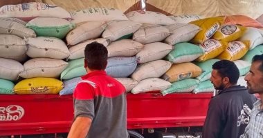 توريد 36863 طنا و260 كيلو أقماح بـ20 موقعا بكفر الشيخ.. صور