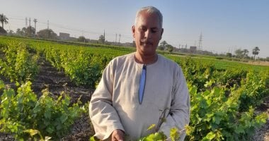نقيب الفلاحين يحذر التجار من بيع ورق التوت للمستهلكين باعتباره ورق عنب