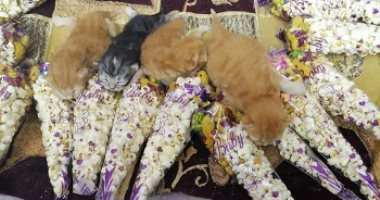 بالرز بلبن والفيشار ودق الهون والشموع.. "منال" احتفلت بسبوع قطتها 