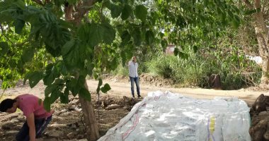 منبع التوت فى مصر .. موسم الحصاد الأكبر يبدأ فى قرية صرد بالغربية