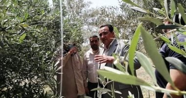 محافظة دمياط تعلن نجاح زراعات الزيتون عن طريق الرى بالتنقيط.. صور
