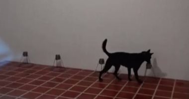 تدريب الكلاب فى السلفادور على رصد مصابى كورونا من رائحة العرق.. فيديو وصور
