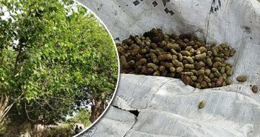 منبع التوت فى مصر.. موسم حصاد فاكهة الغلابة فى قرية صرد بالغربية.. أهالى القرية: كل فرد يمتلك أشجاره الخاصة ولايحق لغيره التعدى عليها.. صاحب أشجار:هناك أنواع للتوت أشهرها "الأسمر والبلدى والأفرنجى".. فيديو وصور