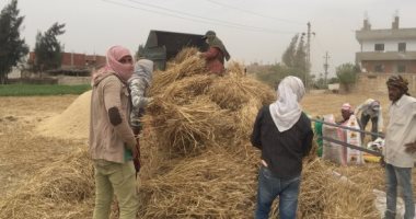 التموين تقرر إيقاف استلام توريد القمح المحلى أول أيام عيد الفطر