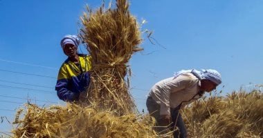 القمح الليلة ليلة عيده.. طقوس وعادات قديمة في موسم حصاد القمح بالجيزة