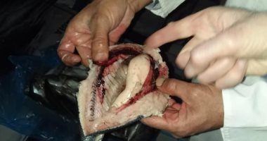 التحفظ على 9 أطنان رنجة وأسماك هارنج غير صالحة للاستهلاك في الغربية.. صور