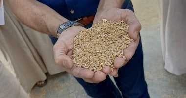 محافظ بنى سويف: استلام 183 ألفا و900 طن قمح محلى بمواقع التخزين