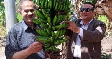 نجاح زراعات الموز بالرى بالتنقيط كأحد نظم الرى الحديث بمحافظة دمياط