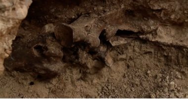  اكتشاف أحفورة لخيل من العصر الجليدى عن طريق الصدفة