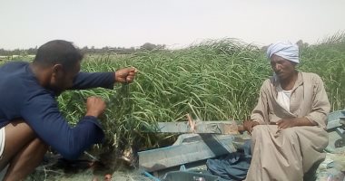 شاهد حكاية عم رجب بالمنيا مع صيد السمك 22 عاما بالبحر: البياض والشلب أشهر الأنواع