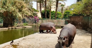 حديقة الحيوان بالجيزة تغلق أبوابها أمام الزوار لمدة أسبوعين بسبب كورونا