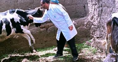 تعرف على أبرز أسباب إصابة الماشية بمرض الحمى القلاعية