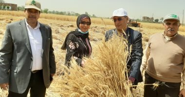 زراعة الشرقية: تقديم كل التيسيرات للمزارعين وتوريد 456 ألف طن قمح للصوامع