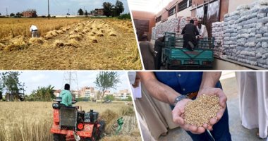 شون وصوامع المحافظات تستقبل القمح حتى ليلة العيد.. الزراعة تعلن حصاد 2 مليون فدان وتوريد 2 مليون طن للتموين.. توريد 9316 طنا بالأقصر و159330 طنا بالبحيرة.. القليوبية تستقبل 114930 طنا