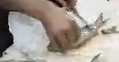 الفسيخ أحلى غدوة فى العيد.. أقدم فسخانى بالشرقية يكشف أسرار الصنعة.. فيديو