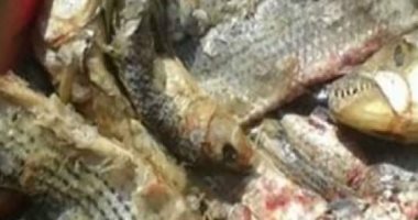 "تموين بورسعيد" يضبط فسيخ مملح غير صالح الاستهلاك الآدمى