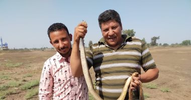 تجربة حية للبحث عن ثعبان الكوبرا وسط الحشائش والصخور بالمحلة.. لايف وصور
