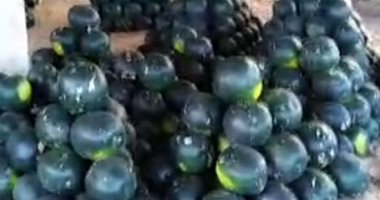 بـ15 جنيه بس.. البطيخة اليابانى تنافس أشهر أنواع البطيخ فى شوادر دمياط.. لايف