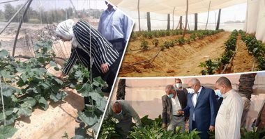 "لا هنرميها ولا نحرقها".. البيوت الزراعية المحمية بالوادى الجديد مصنوعة من مخلفات الطبيعة ودعائمها من جذوع النخيل الميت.. تكلفتها رخيصة وعمرها أطول ونموذج لمشروعات الشباب المربحة.. وتسهيلات من المحافظة للتوسع