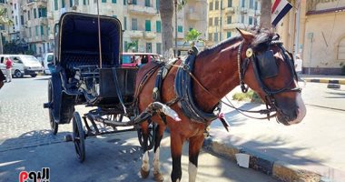 سوق بينا يا أسطى على الكورنيش.. جولة بالحنطور فى الإسكندرية.. لايف وصور