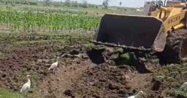 الرى تمنع زراعة الأرز فى القليوبية وتزيل المشاتل المخالفة