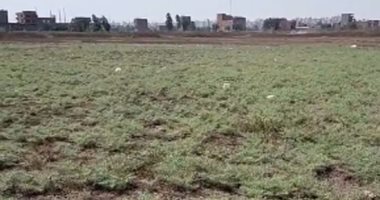 تجربة حية للبحث عن ثعبان الكوبرا بتقفي الأثر وسط الحشائش والصخور بالمحلة.. صائد ثعابين: الكوبرا أخطر الأنواع وسعرها 350 جنيها والعادي بـ100 جنيه.. عماد النجار: تستخدم فى علاج آلام الفقرات والسم فى تصنيع الأدوية