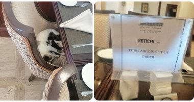 مطعم سودانى يحجز طاولة لقطة وصغارها.. عشان بتحس بالأمان معاهم