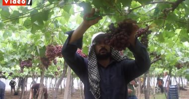 موسم حصاد العنب.. أفضل نوع ونسبة السكر وإزاى تشتريه "فيديو"