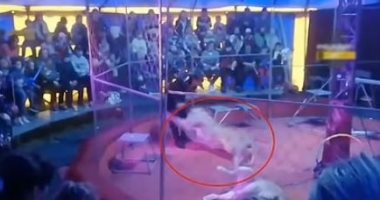 أسد يهجم على مروضه فى سيرك بروسيا.. فيديو وصور