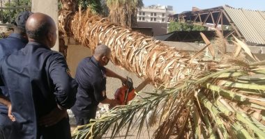 مجلس مدينة الأقصر: سقوط نخلة معمرة بإدارة الطب البيطرى ورفع 9 أطنان مخلفات