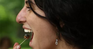 سيكادا فيست .. المقلية والمشوية والمحمصة.. مهرجان تذوق الحشرات بالشيكولاتة..ألبوم صور