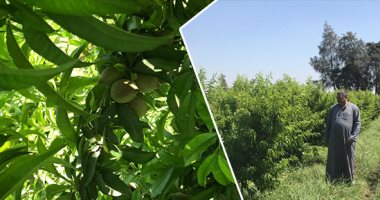 أشجار الخوخ تزين جناين "تفهنا العزب" أعظم قلاع الفاكهة فى الغربية.. المزارعون: الخوخ البلدى أجود الأنواع.. بداية طرح المحصول الجديد فى أوائل يوليو.. والأسعار تتراوح بين 7 إلى 10 جنيهات للكيلو كالعام الماضى