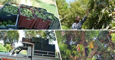 "المانجا" معشوقة الجماهير فى الصيف تظهر  فى الأسواق.. عمال مزارع الأقصر يبدأون موسم الحصاد.. صاحب مزرعة: بدأنا حصاد الصديقة والجلك والعويسى.. مزارعون: تقليبات الطقس أثرت على المحصول.. صور